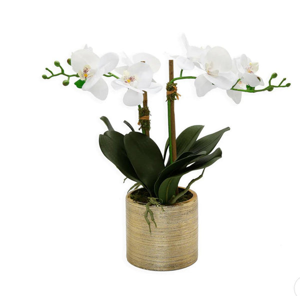 2 Branched White Orchid Plant In Matte Gold Pot - Gilt Touch