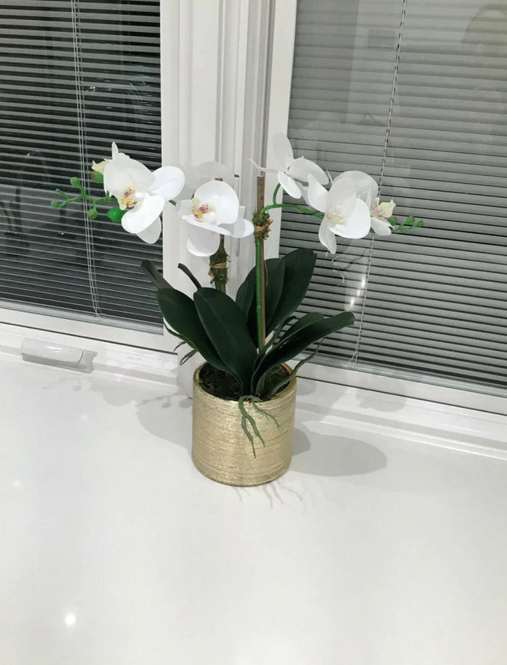 2 Branched White Orchid Plant In Matte Gold Pot - Gilt Touch