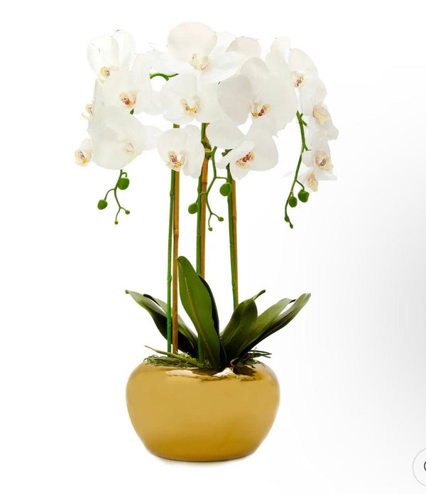 3 Branched White Orchid Plant In Gold Glossy Pot - Gilt Touch