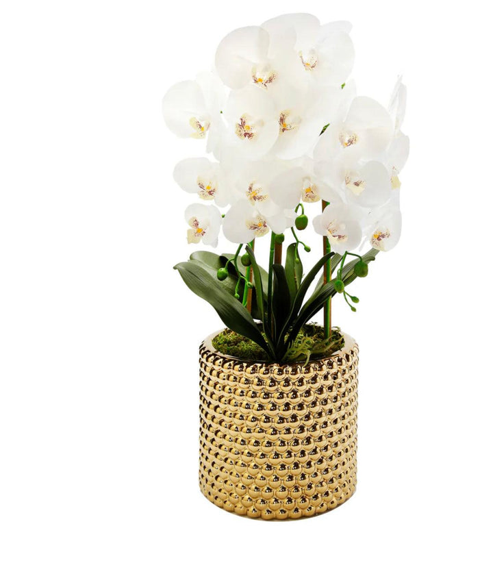 3 Branched White Orchid Plant In Hammered Stainless Pot - Gilt Touch