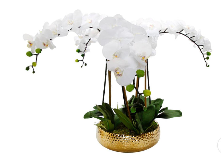 5 Branched White Orchid Plant In Shallow Gold Pot - Gilt Touch