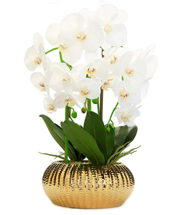 Orchid Plant In Flat Round Gold Hammered Vase - Gilt Touch