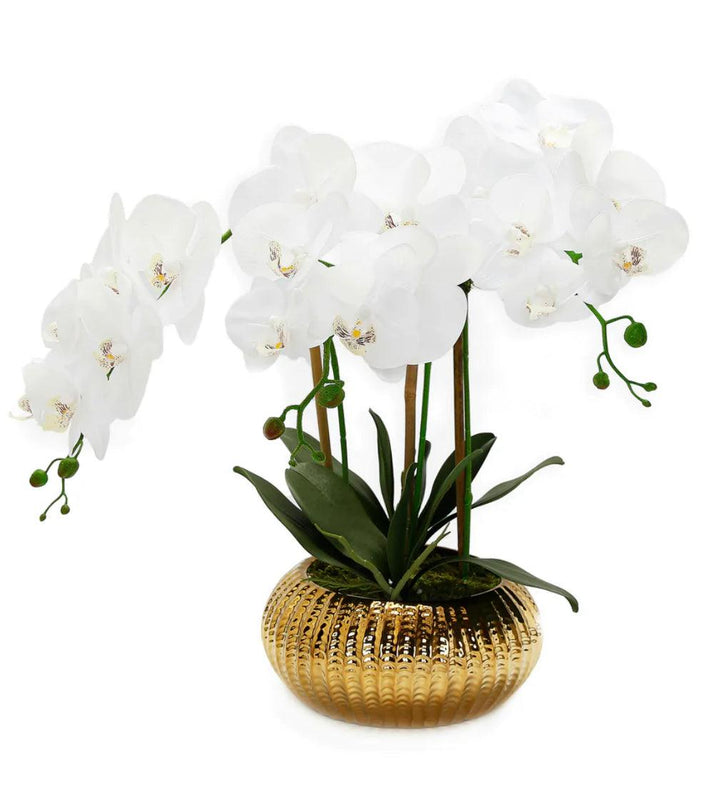 Orchid Plant In Flat Round Gold Hammered Vase - Gilt Touch