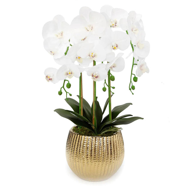 Orchid Plant In Round Gold Hammered Vase - Gilt Touch