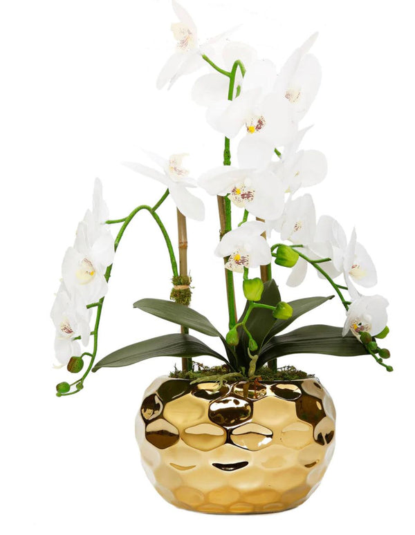 White Orchid Plant In Gold Hammered Vase - Gilt Touch