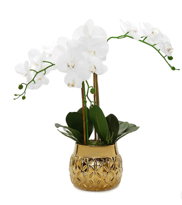 White Orchid Plant In Round Hexagon Design Shiny Gold Vase - Gilt Touch