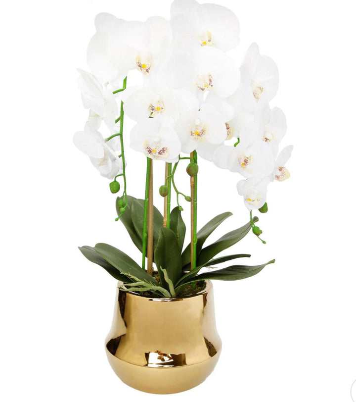 White Orchid Plant In Round Shiny Gold Vase - Gilt Touch
