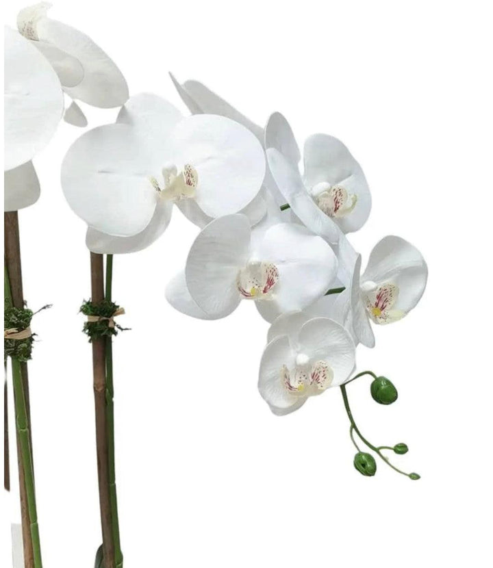 White Orchid Plant In Round Shiny Gold Vase - Gilt Touch